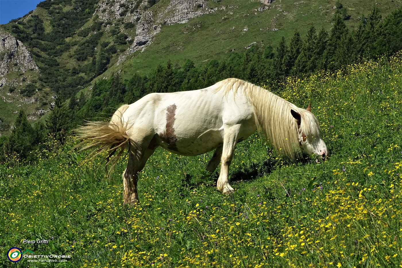 11 Intento a brucare l'erba .JPG